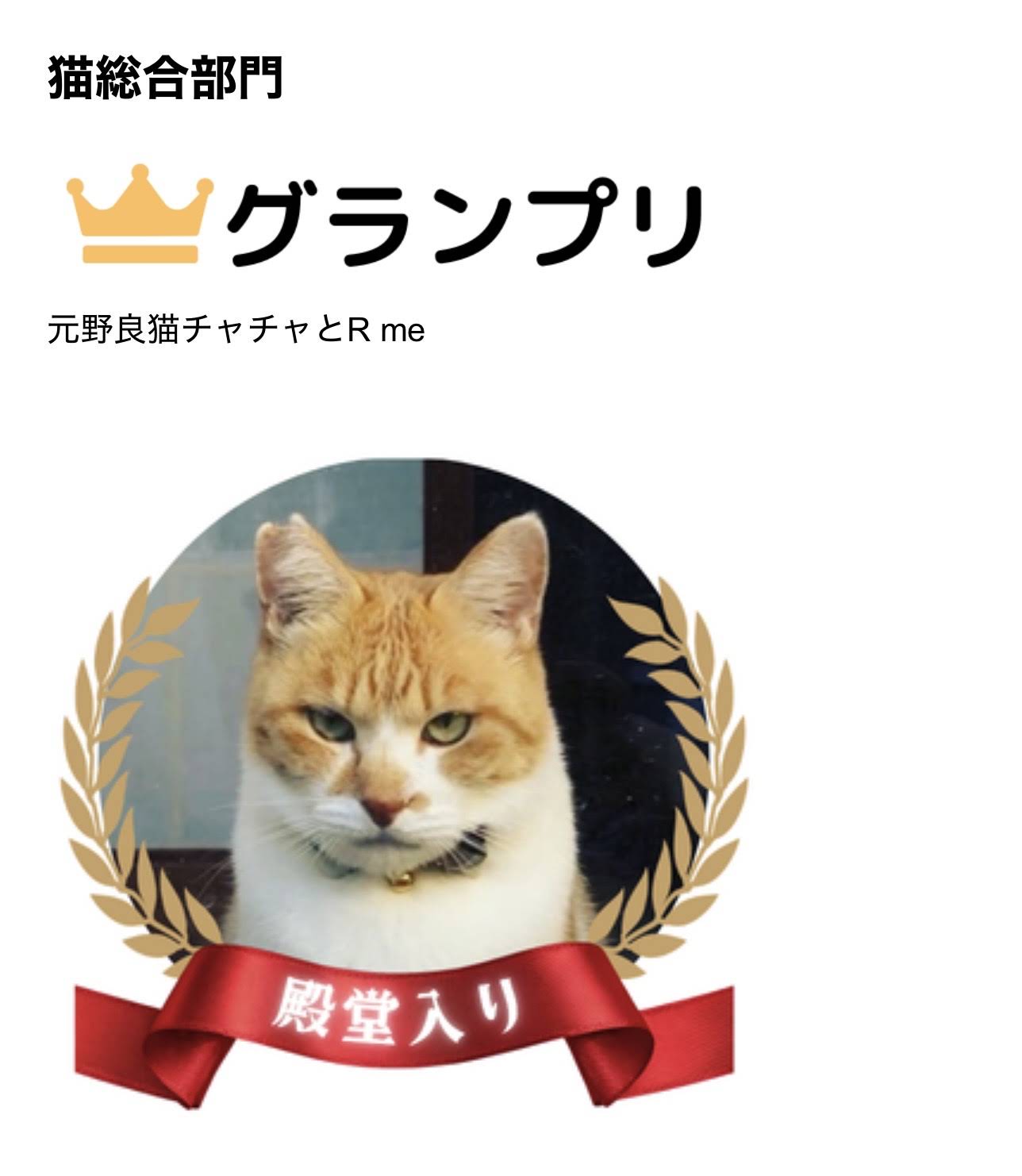 ChaCha: The Former Stray Cat - YouTube
