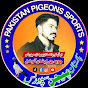 Pakistan pigeons sports