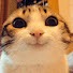 K8NlK8NkBXs-channel-avatar-CatRags
