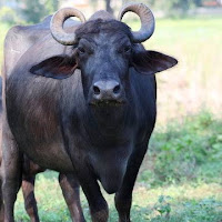 Buffalo editz profile image