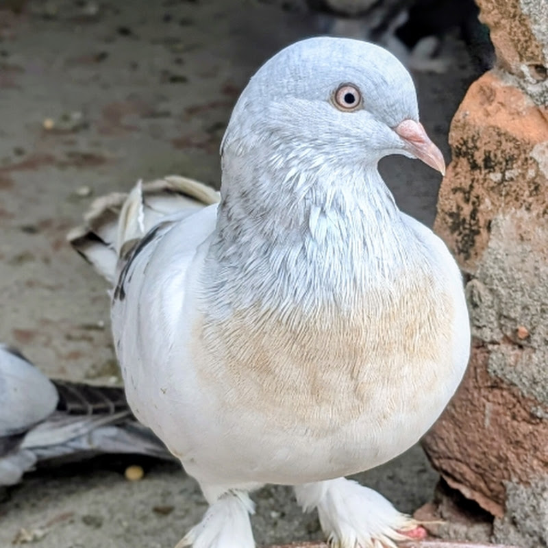 সোনামসজিদ কবুতর ফার্ম MD.SHAHIN Ali Pigeon Lover