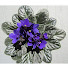 hirn9rn6ujY-channel-avatar-The violet Wall flower