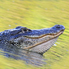 Florida Backcountry Adventures