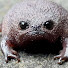 Z1KUix1iMNA-channel-avatar-Grumpyfrog Yt 