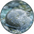 ZgxIL8a0yOA-channel-avatar-River Stone Macro Focus
