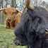 gAx3wD_rv_U-channel-avatar-Hamish and Kyloe's Thistle Do Farm
