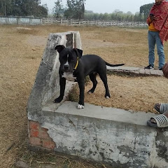 Chaudhary Dog House