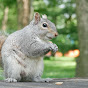 Maxine The Brave & Friendly Squirrel of TENAFLY NJ logo