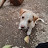 @puppycute22-j4
