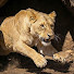 Hu4gzYtPSAY-channel-avatar-Animalsdairy