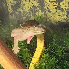 ネコ