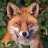 @RedFoxEurope