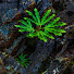 L_xxna93V9Y-channel-avatar-Listen To Nature