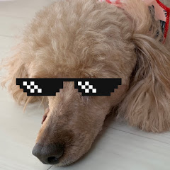 ネコミミZ