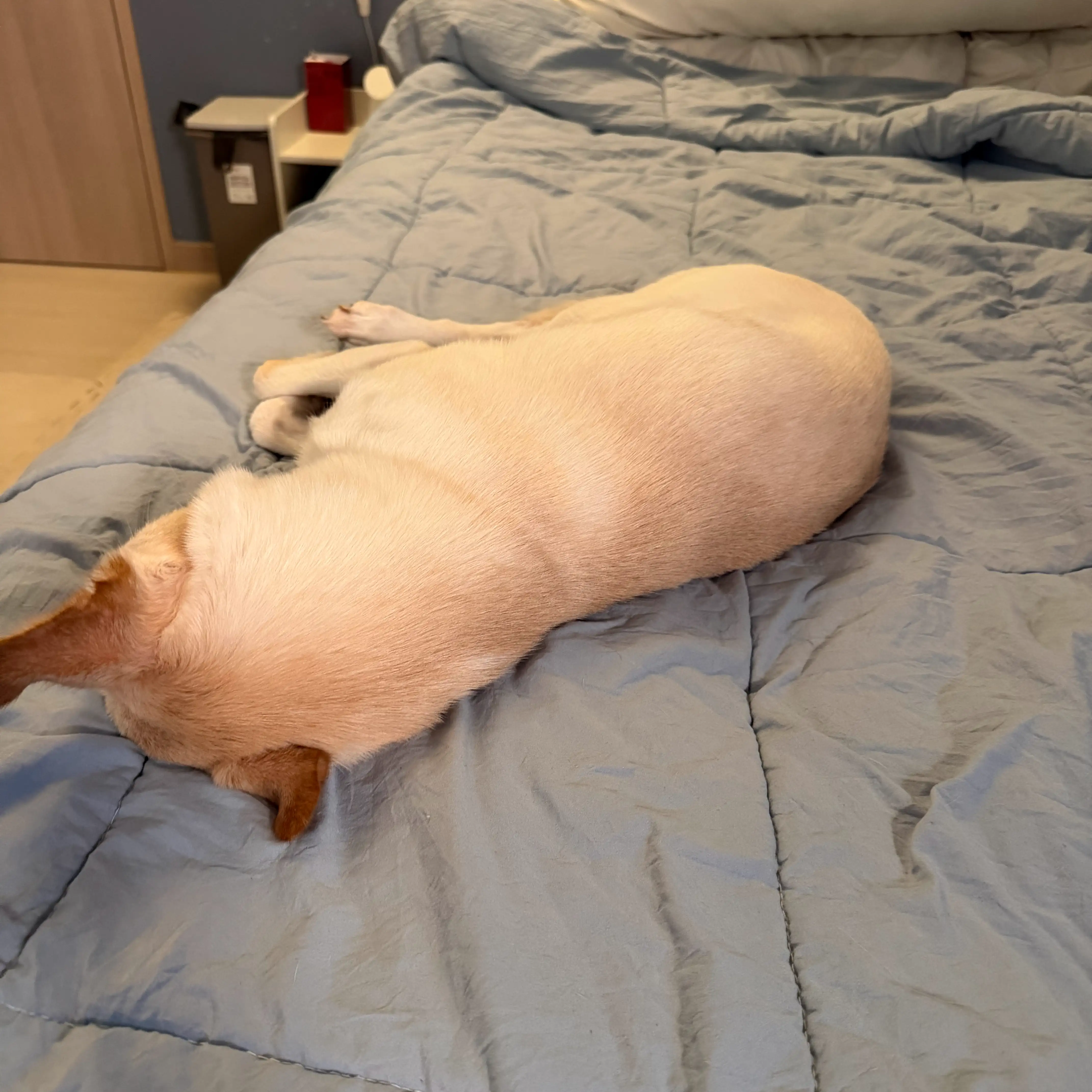 커뮤니티 첨부 이미지