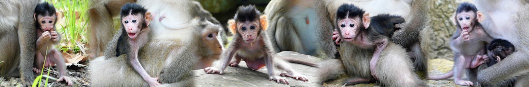 Macaque Monkey ইউটিউব চ্যানেল অ্যাভাটার