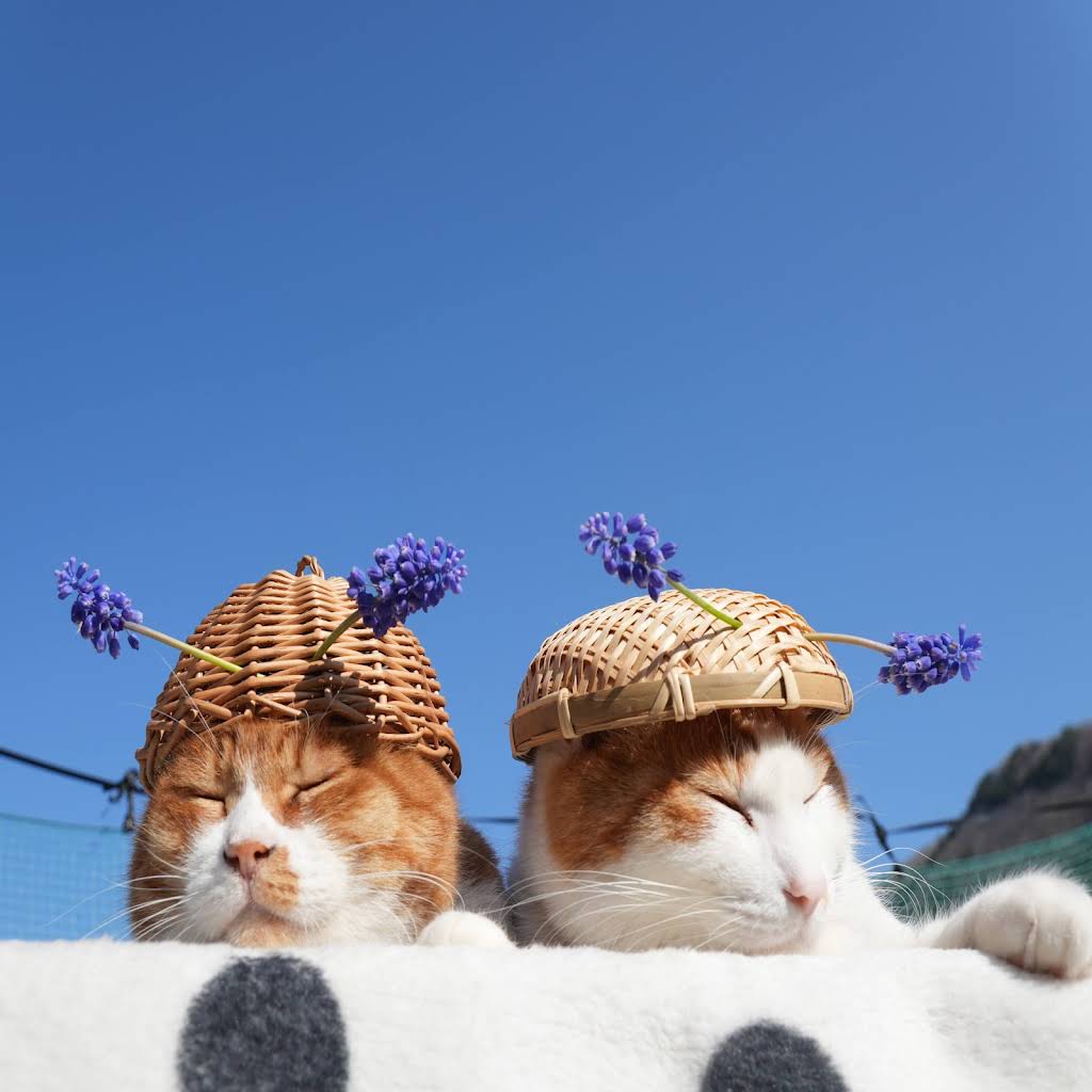 のせ猫 YouTube