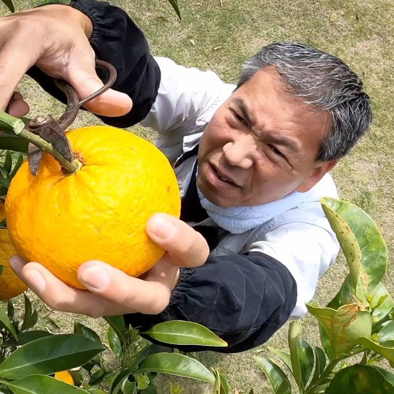 ジョーの家庭菜園チャンネル