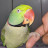 cad and burry parrot