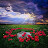 @파랑새-c2m