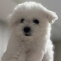 구름이꼬숑