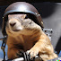wlgMvwqx3dI-channel-avatar-Marmotte Moto