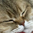 9QoQMieh2Fg-channel-avatar-Windowsill Nights