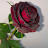 @Salem_QR