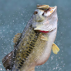 Bass Backyard