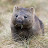 An Adorable Wombat