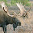 @mrmoose6765's avatar