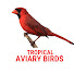 a3UHTcnQr_I-channel-avatar-Tropical Aviary Birds - Torben Dehlholm