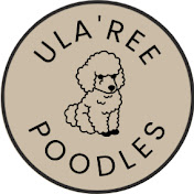 Ularee Poodles
