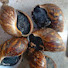 dJv59ACwYOc-channel-avatar-Village d'escargots bio 