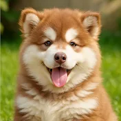 OwODay