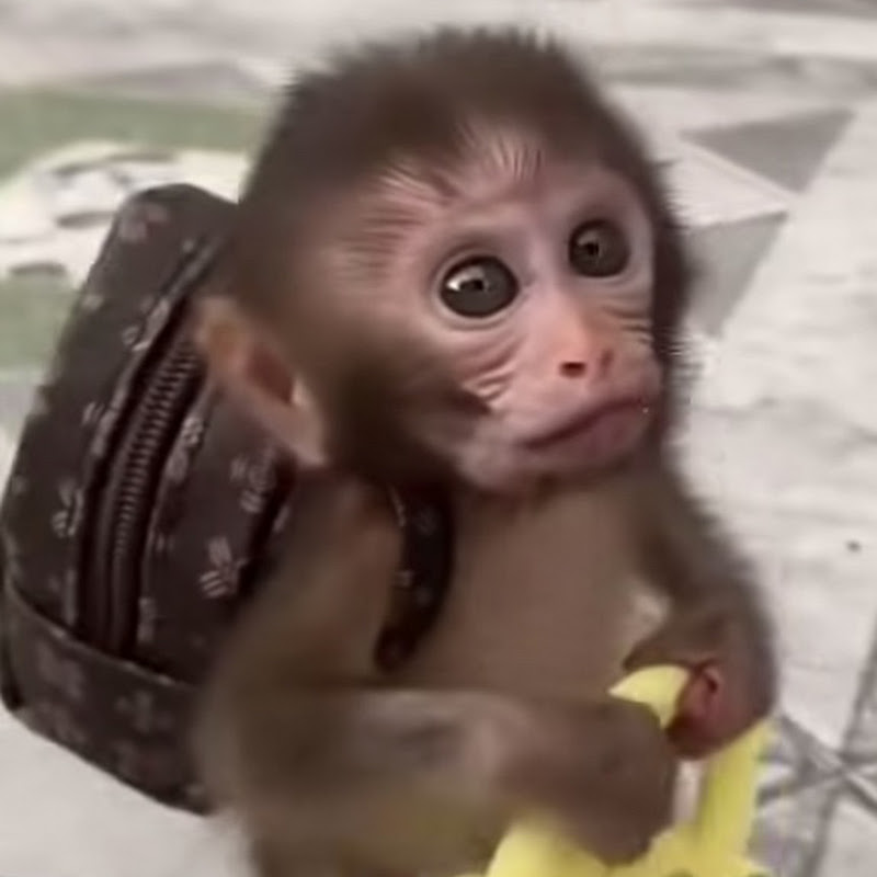 Hire raffus — Kids & Family YouTube creator for sponsorships