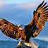 q3jA3c0q3qs-channel-avatar-Alam Burung