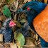 dzx19OYQXhM-channel-avatar-SANAM BIRDS