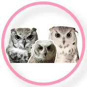 ちび汰とフクロウボーイズ