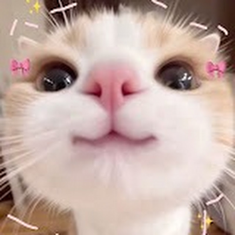 고양이 밈들 avatar