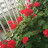 @cksgml-q9d1l