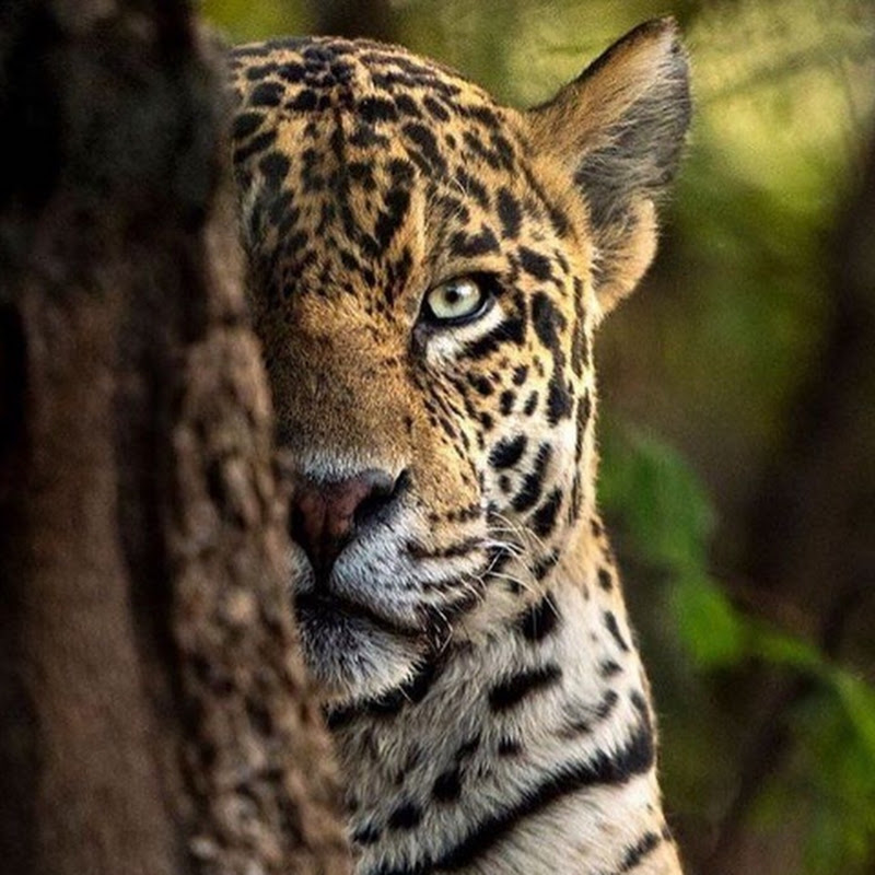Brazil animal