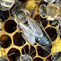 YYvhtId-Tbk-channel-avatar-Aussie Beekeeping