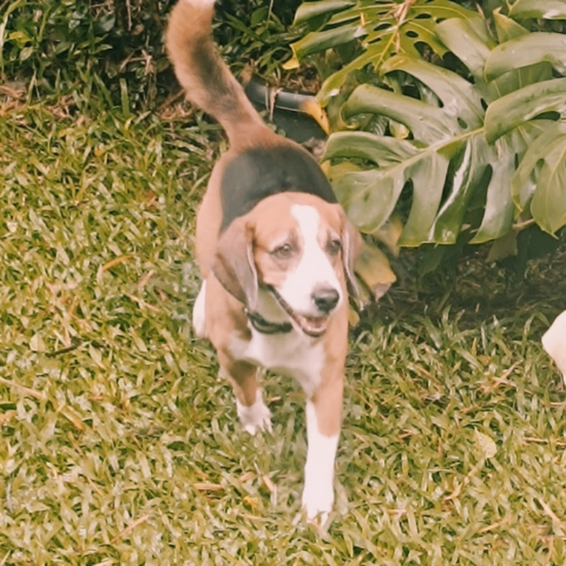 Hire Ken n' Bowie — Dog Training & Care YouTube creator for sponsorships