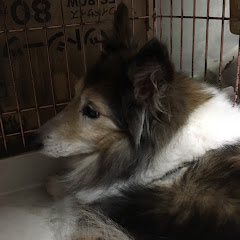 ユッキーニ