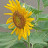 @민들래-c1d