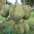 T6DT3SrfJEU-channel-avatar-TM Durian Farmer 