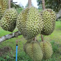 TM Durian Farmer  logo