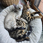 Cello & Elsa - Bengal Purrfection  logo