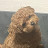 @솜뭉-q3z